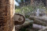 Chainsaw blade actively running and spitting sawdust while cutting into a tree.