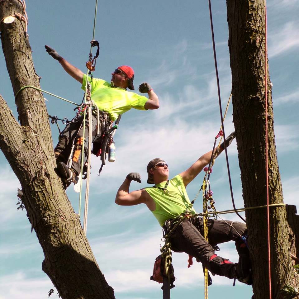 Beaver Dam Tree Service employees posing up on trees together.