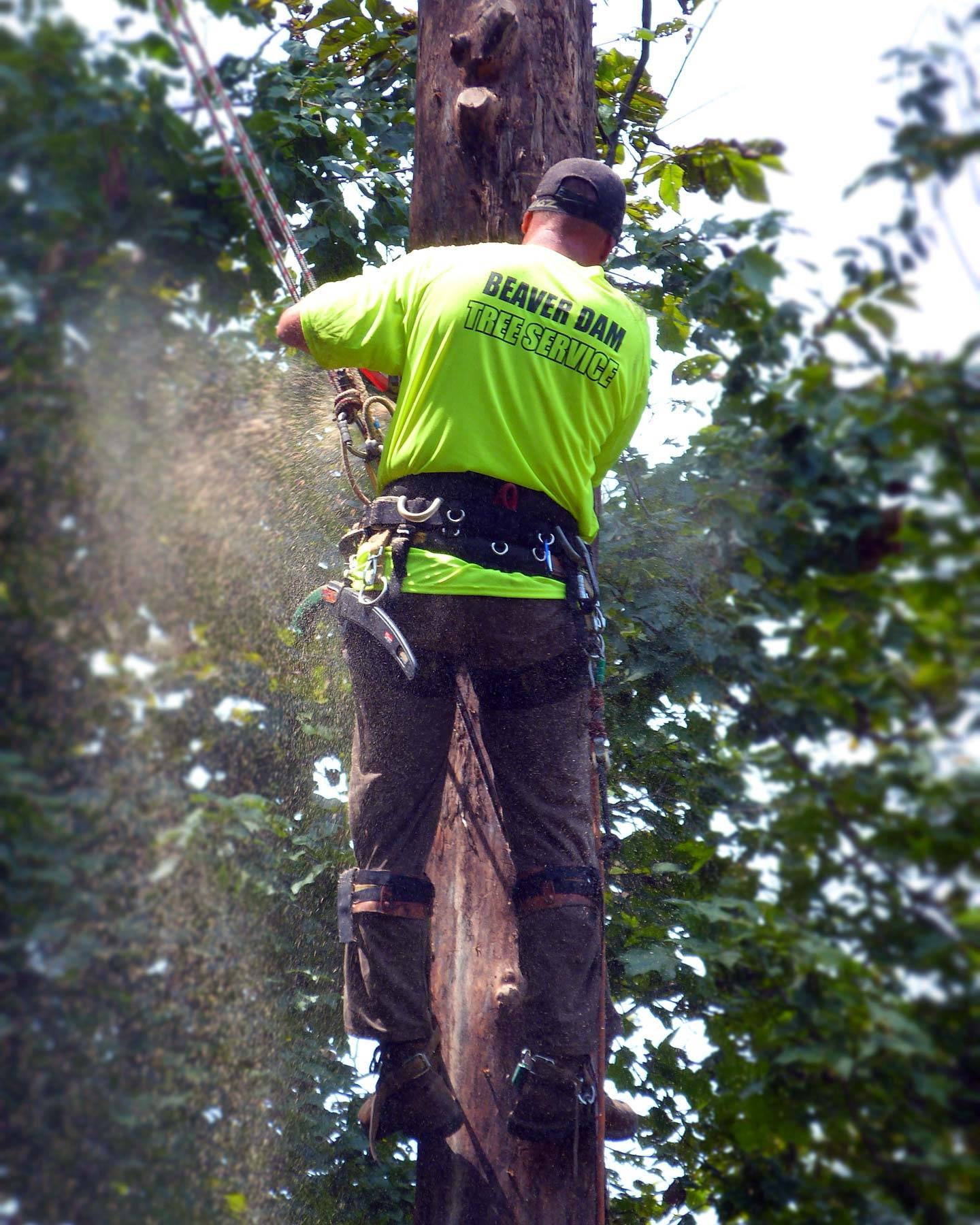 Beaver Dam Tree Service employee using a chainsaw to remove branches from a tall tree.