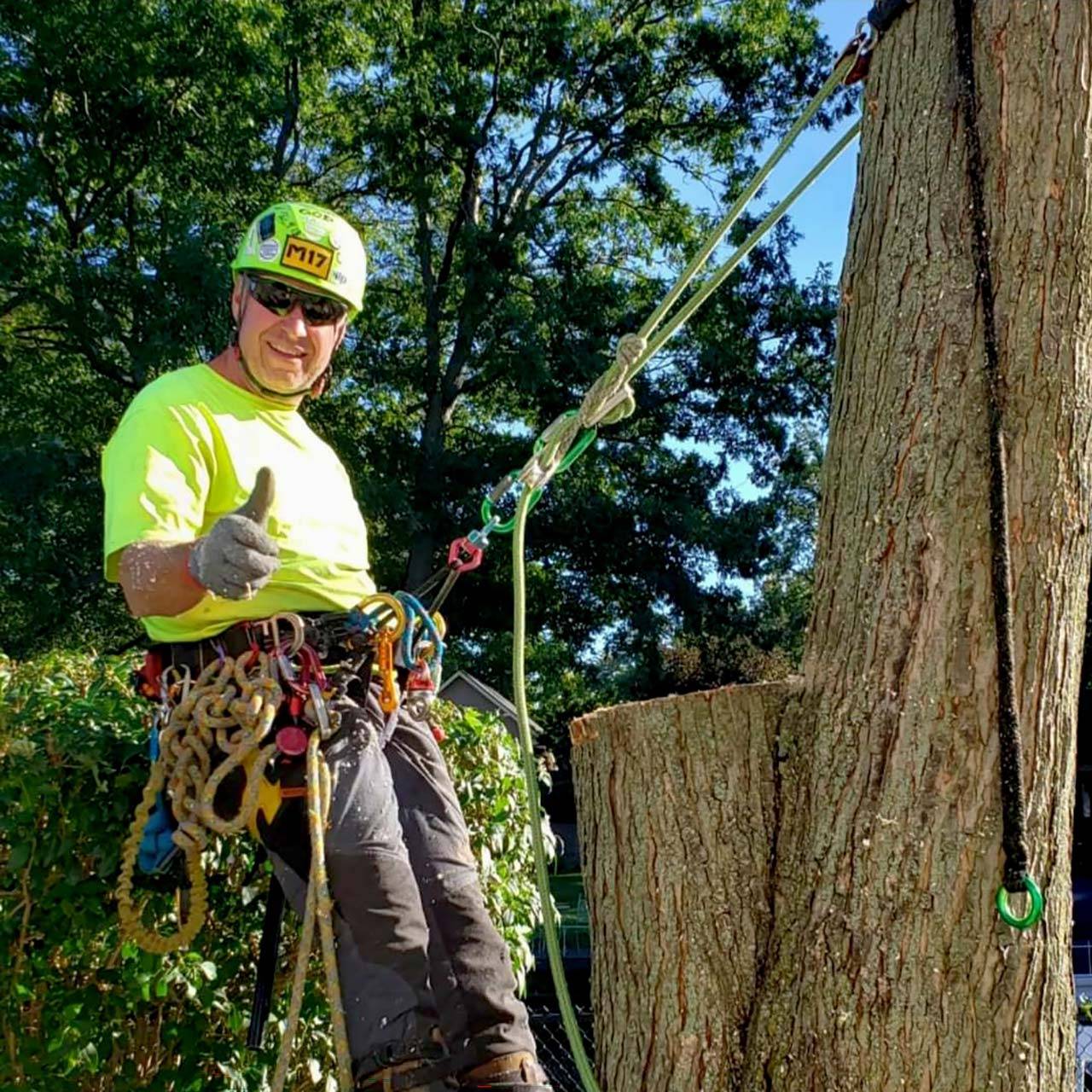Beaver Dam Tree Service co-owner, Mark Sill giving thumbs-up while being attached to a tree trunk with a harness.