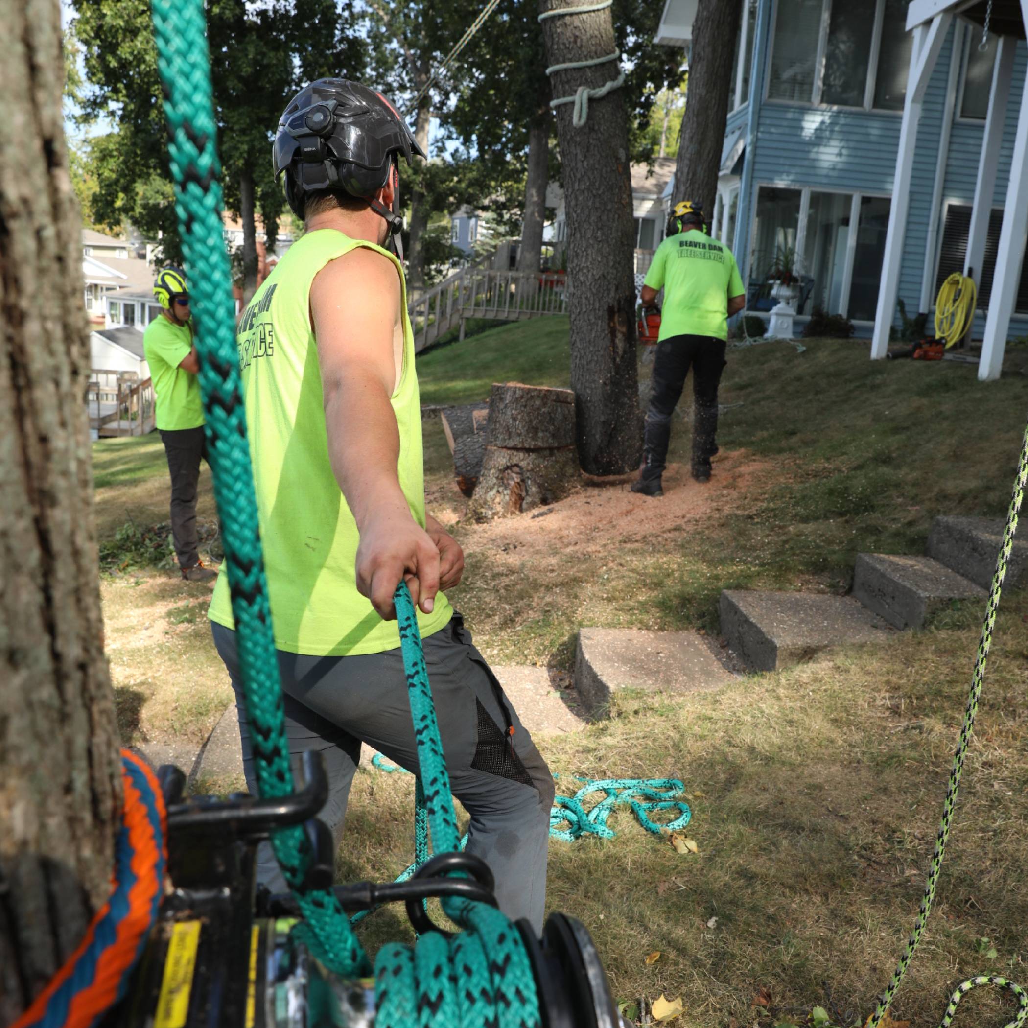 Beaver Dam Tree Service employees working with ropes and cables to remove a tree.