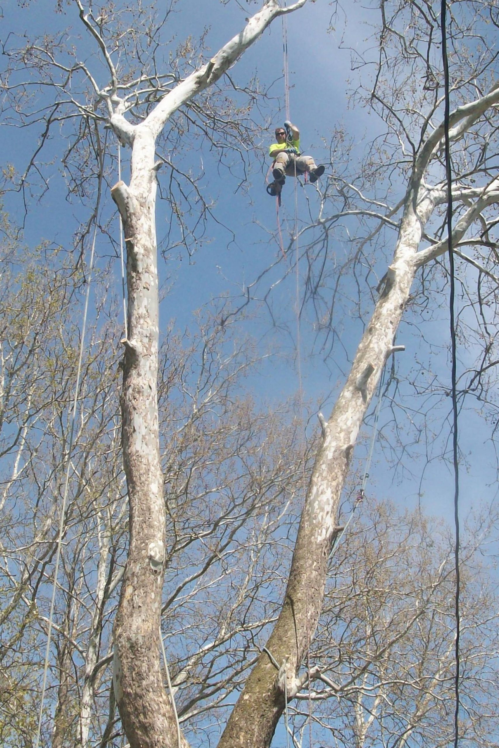 Beaver Dam Tree Services employee hanging from the top of a tree preparing for removal.