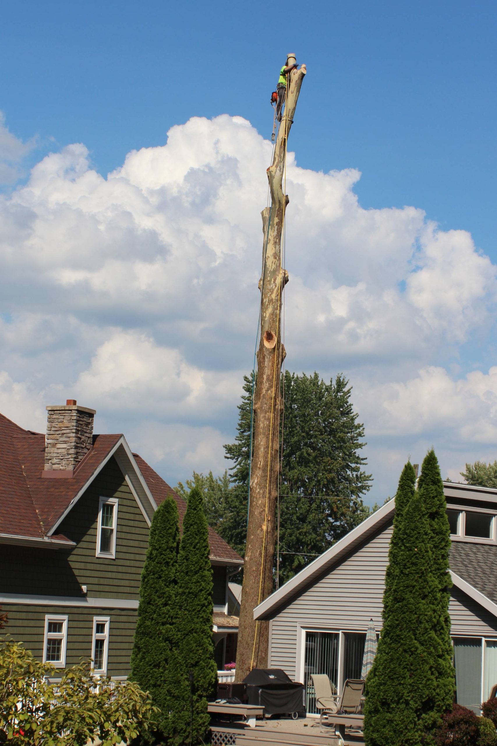 Beaver Dam Tree Removal Services employee at the top of a tree in the process of removing it