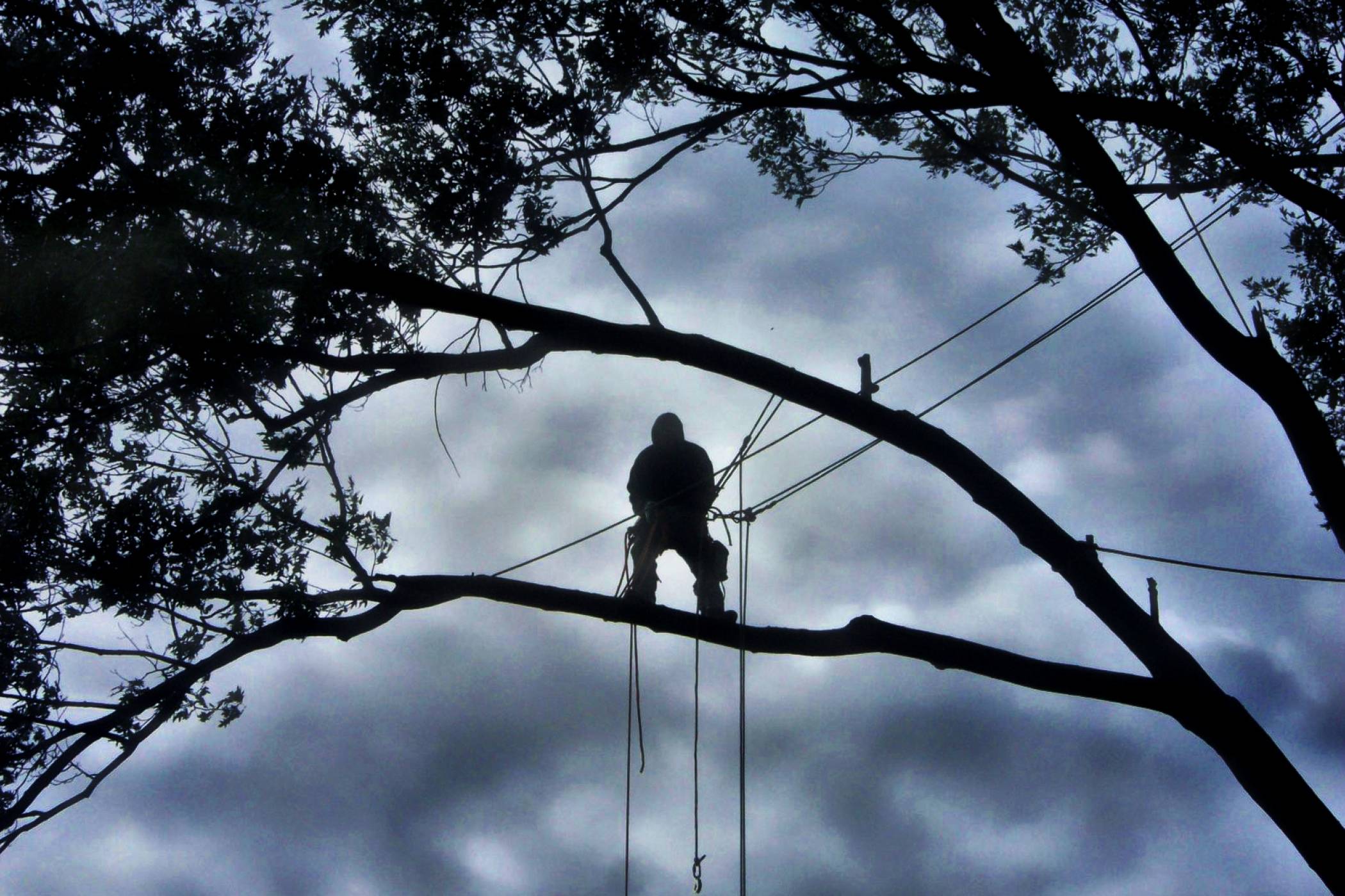 Silhouette of Beaver Dam Tree Removal Services employee standing in a tree preparing for removal.