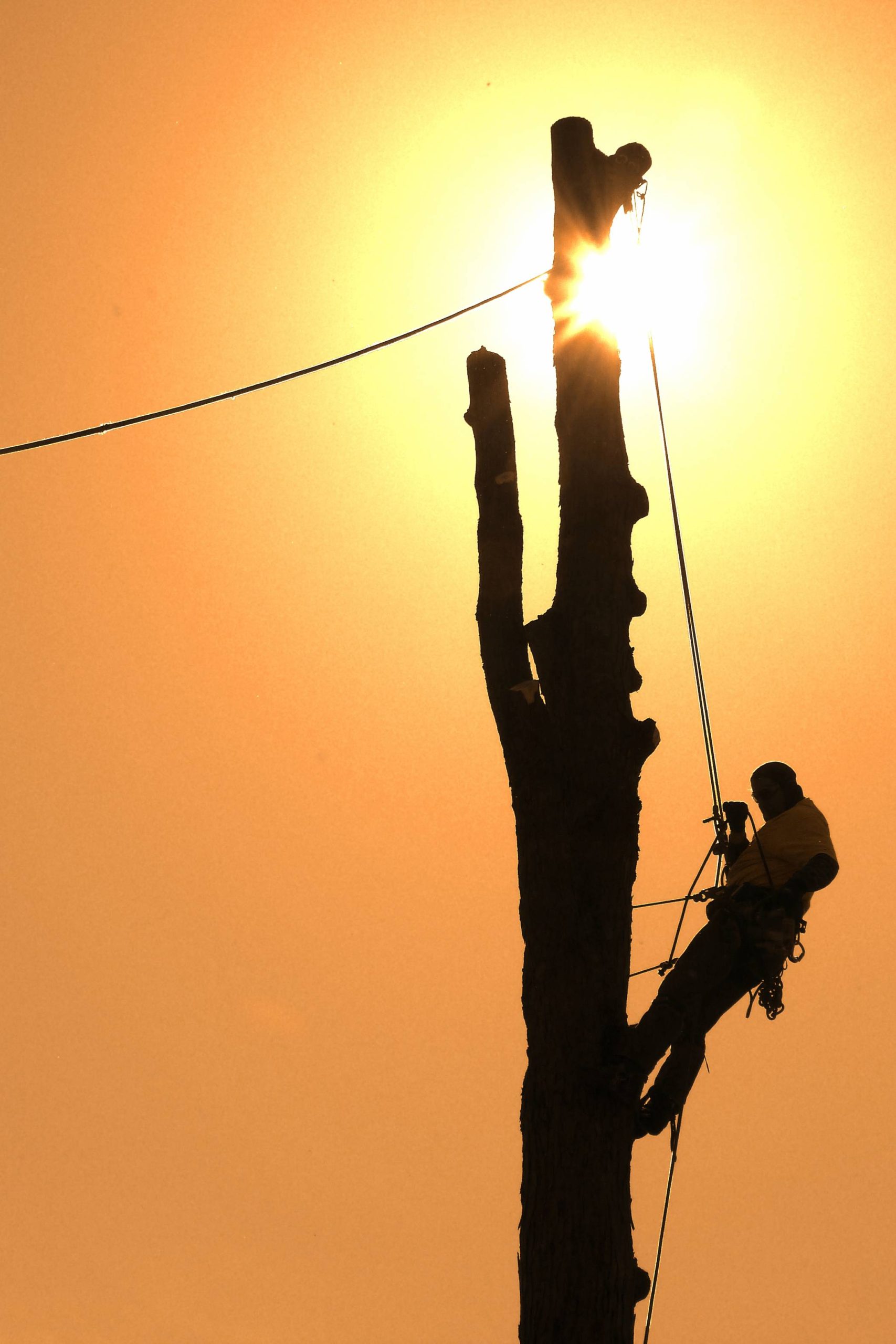 Silhouette of a man cabled to a tree as he works to remove it with the sun in the background.