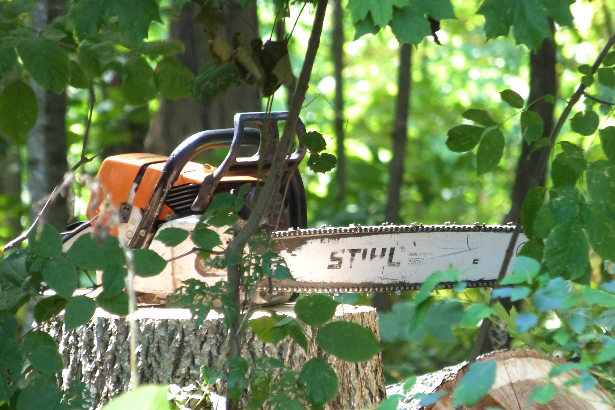 Chainsaw sitting on a tree stump surrounded by trees and branches.