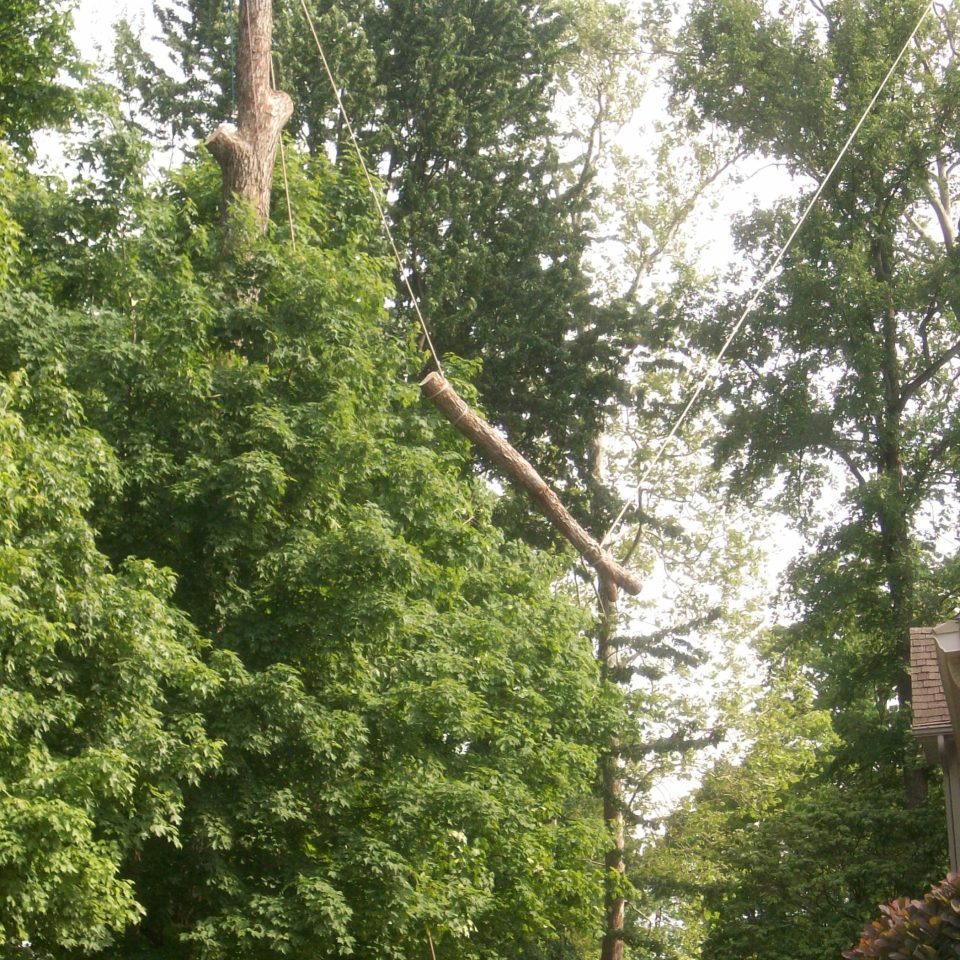 Branches from the top of a large tree being safely removed using cables.