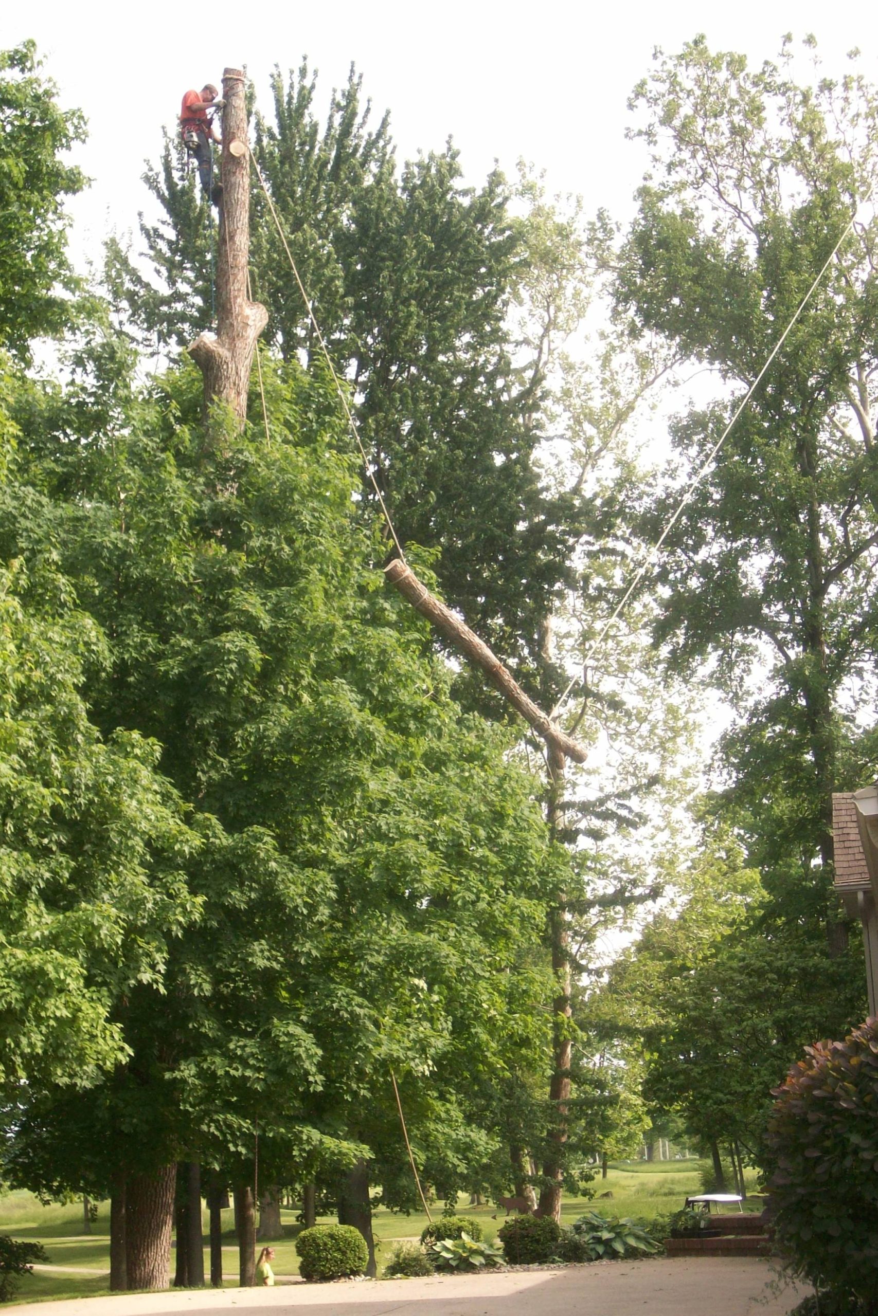 Branches from the top of a large tree being safely removed using cables.