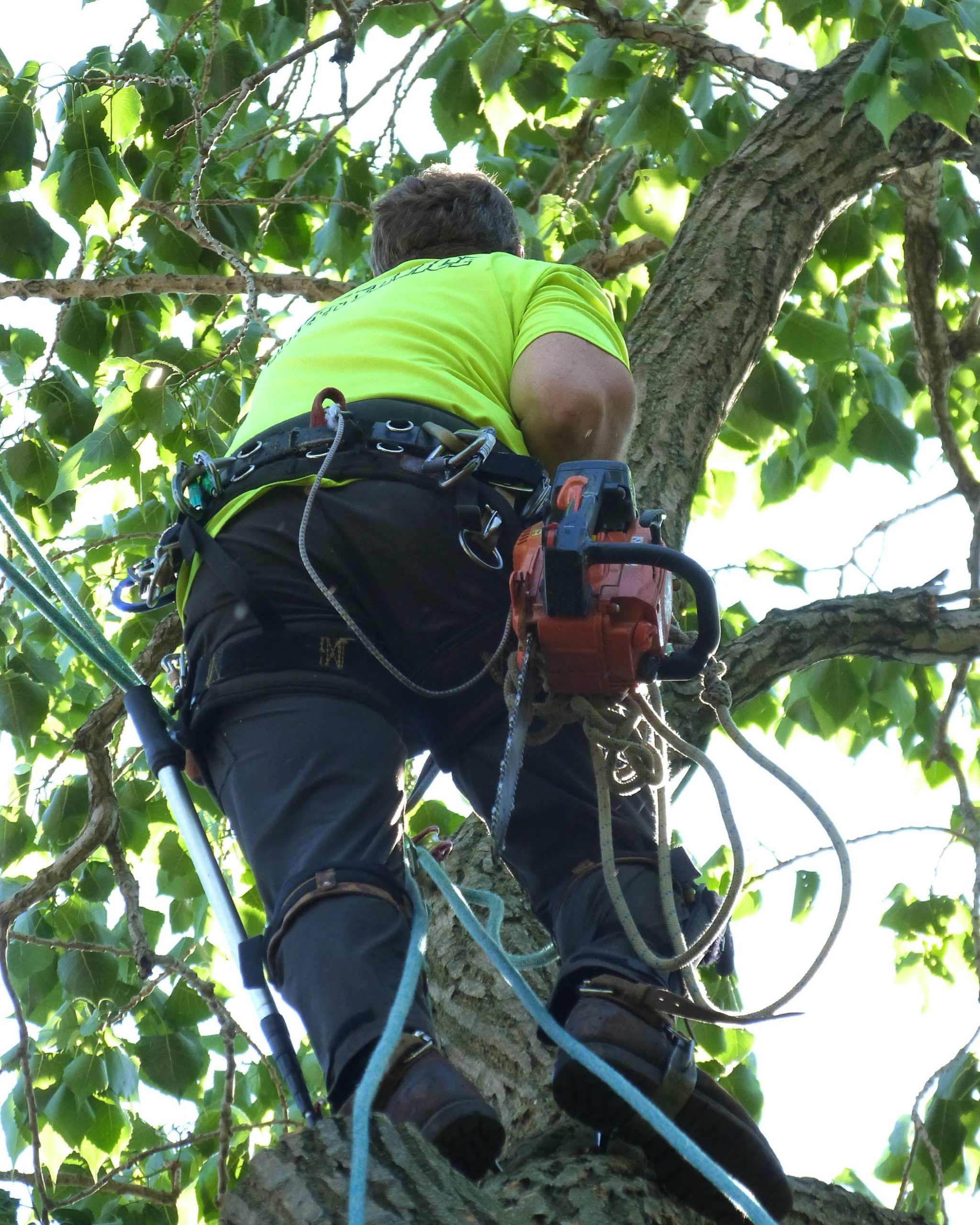 Beaver Dam Tree Service staff member scaling a tree to prepare it for removal while holding a chainsaw.