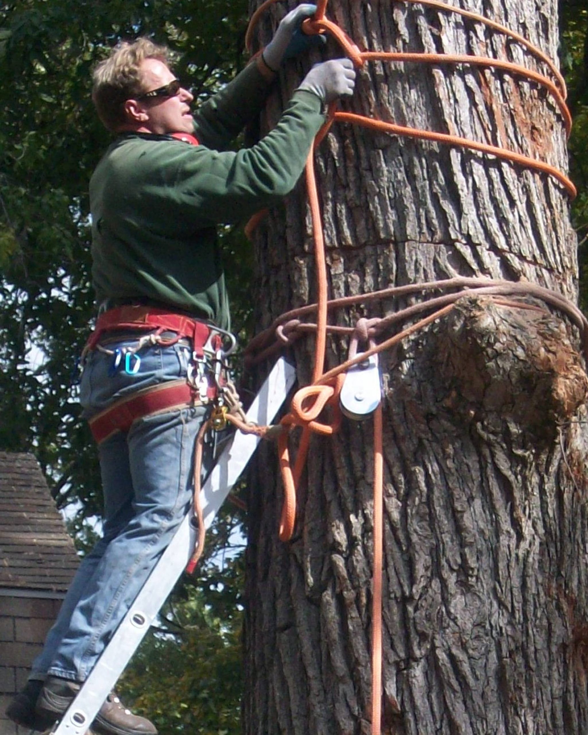 Beaver Dam Tree Service staff member standing on a letter attaching cables to a large tree to prepare for removal.