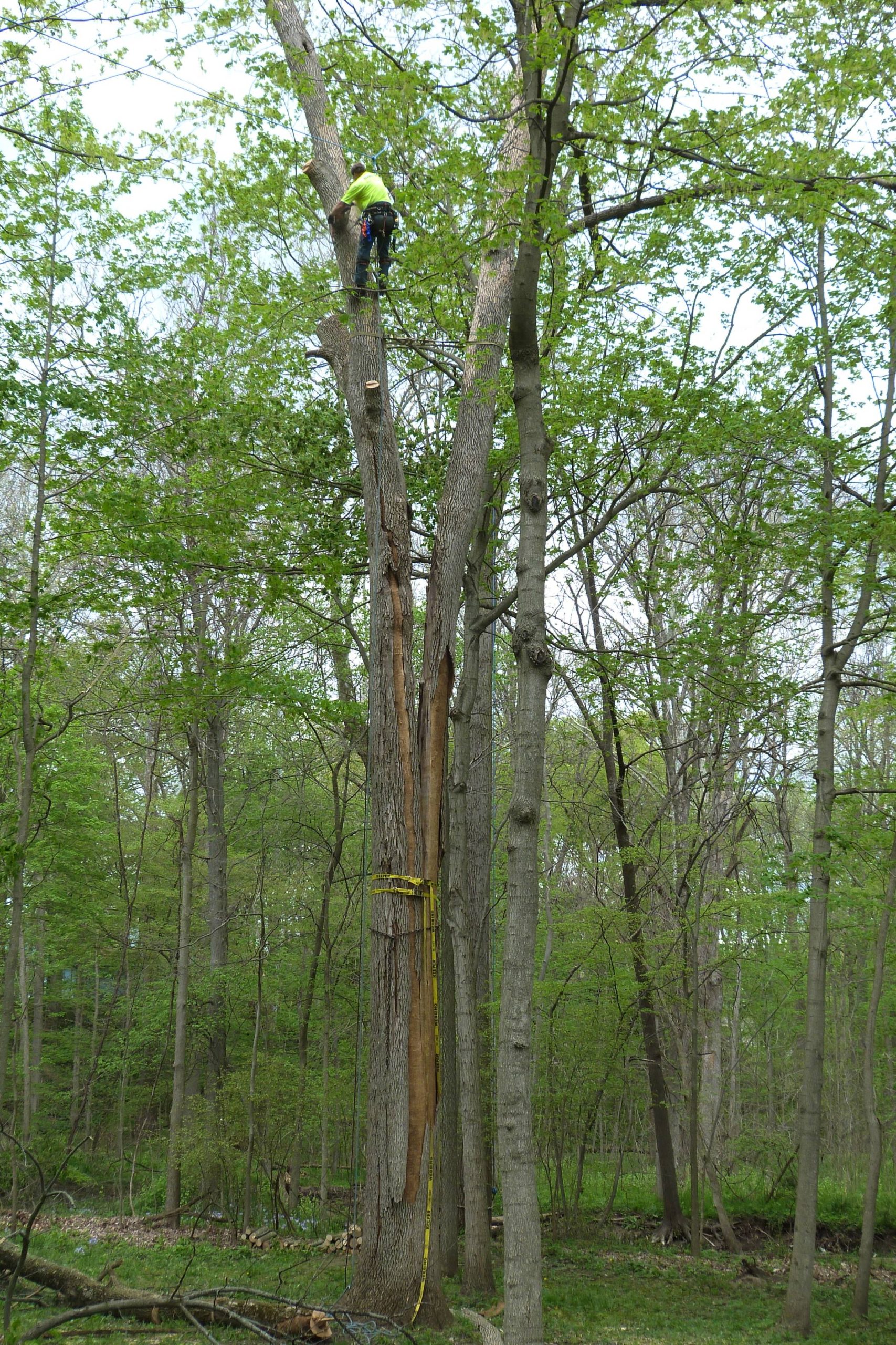 Beaver Dam Tree Service staff member climbing a tree to perform safe tree removal.