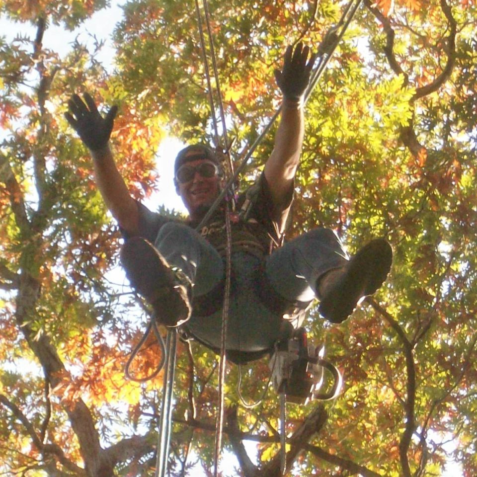 Beaver Dam Tree Service staff member hanging from ropes in the tree canopy.
