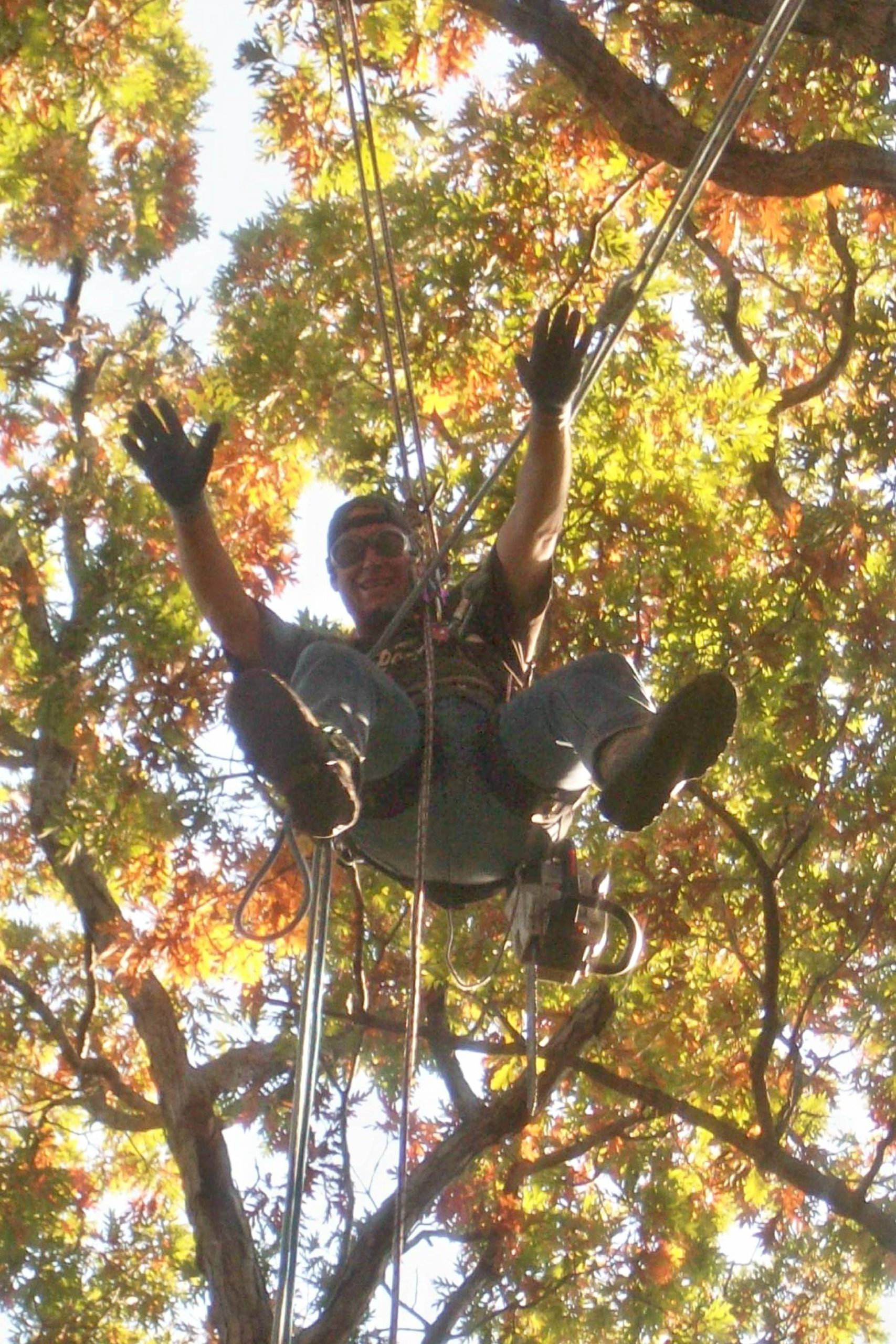 Beaver Dam Tree Service staff member hanging from ropes in the tree canopy.