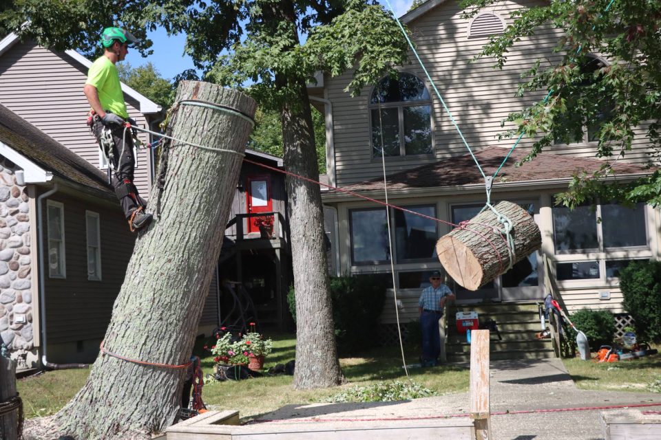 Beaver Dam Tree Service employee safely removing a tree in front of a house while the homeowner watches.