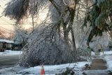 A large branch of a tree covered in ice that has split and is laying on the snowy ground.