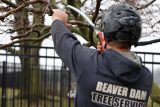 Beaver Dam Tree Service employee using a sharp saw to trim a branch on a tree