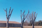 An example of tree topping done on three trees standing in front of a one-story brown house.