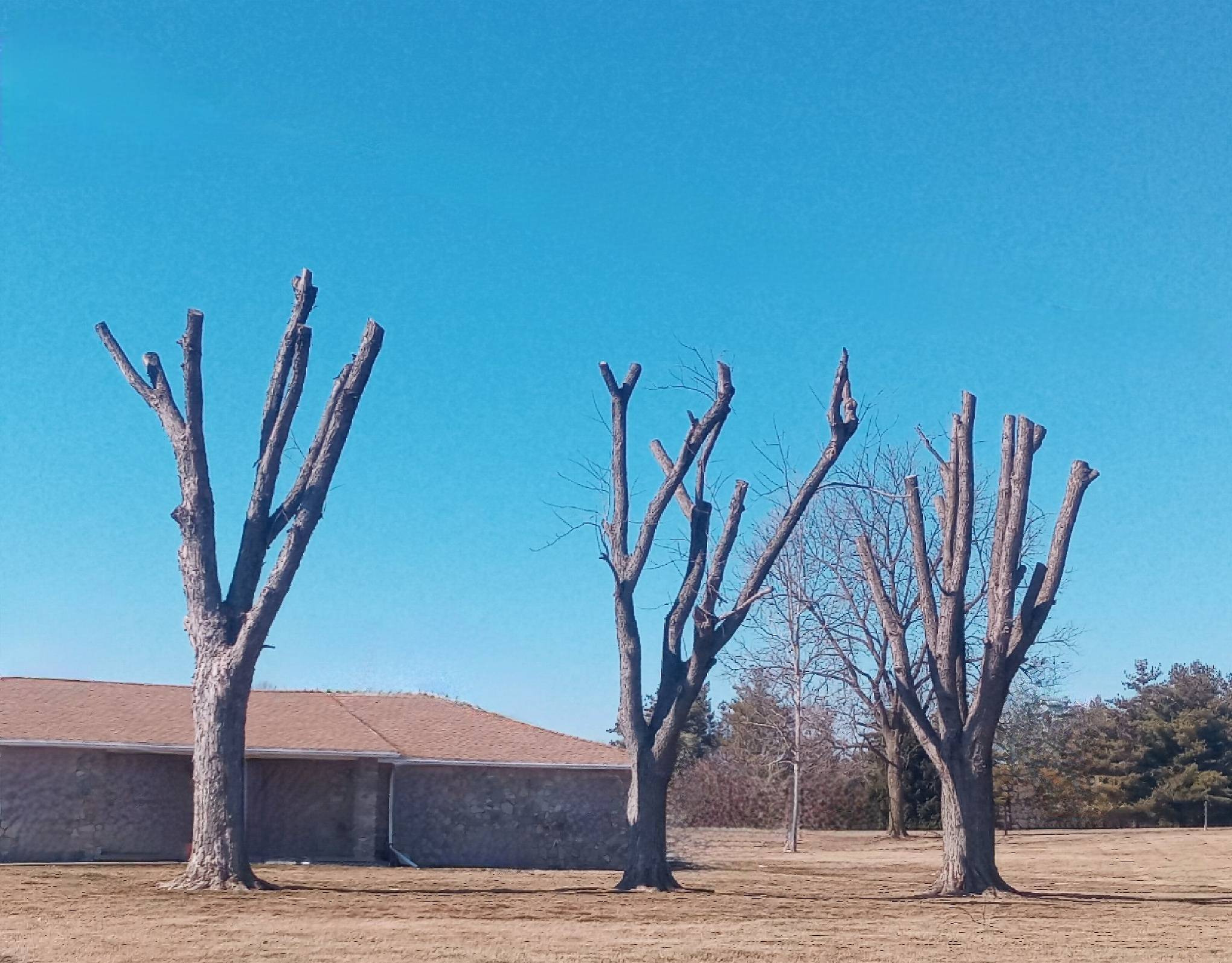 An example of tree topping done on three large trees.