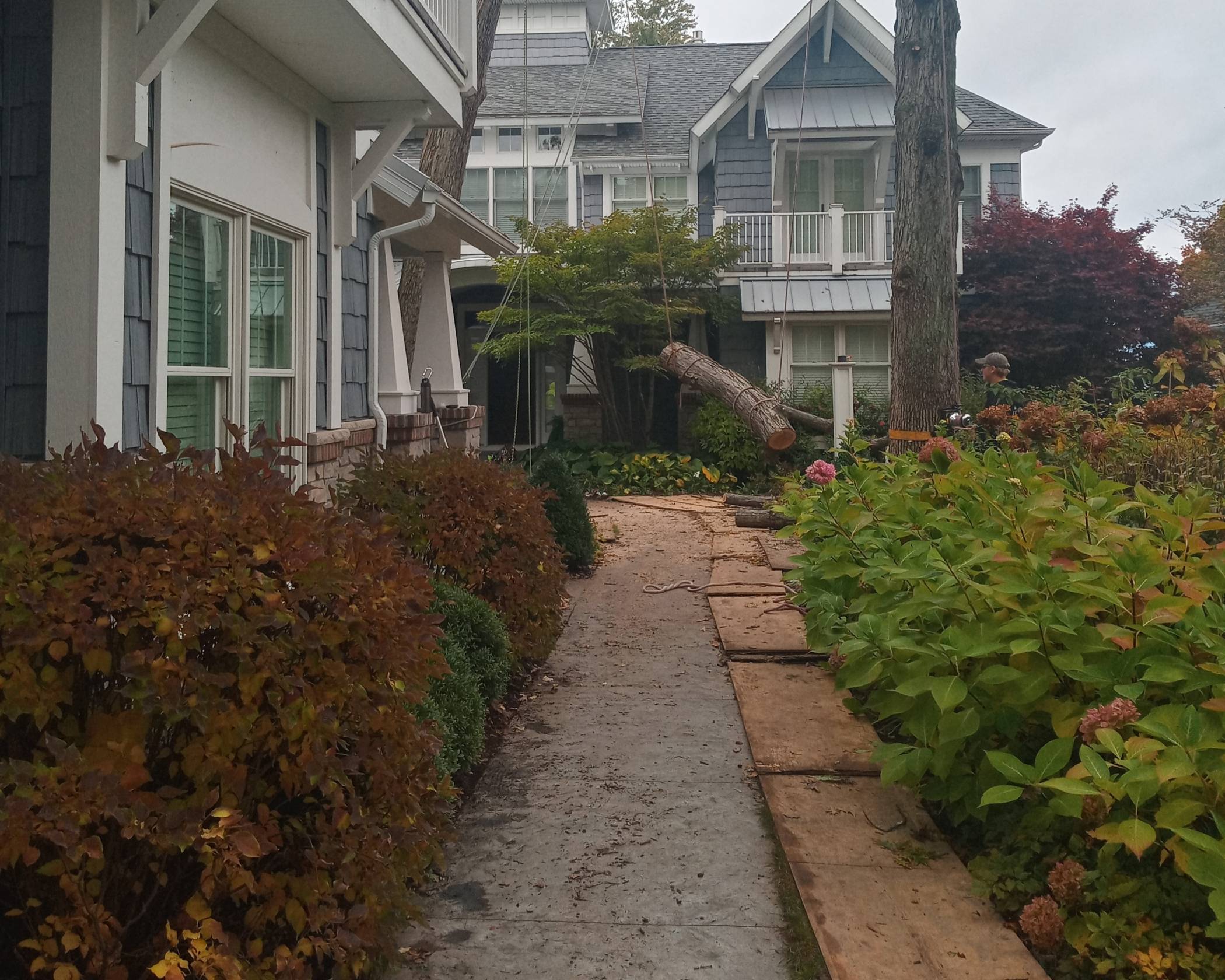 A tree limb being carefully removed by Beaver Dam Tree Service among garden beds and landscaping.